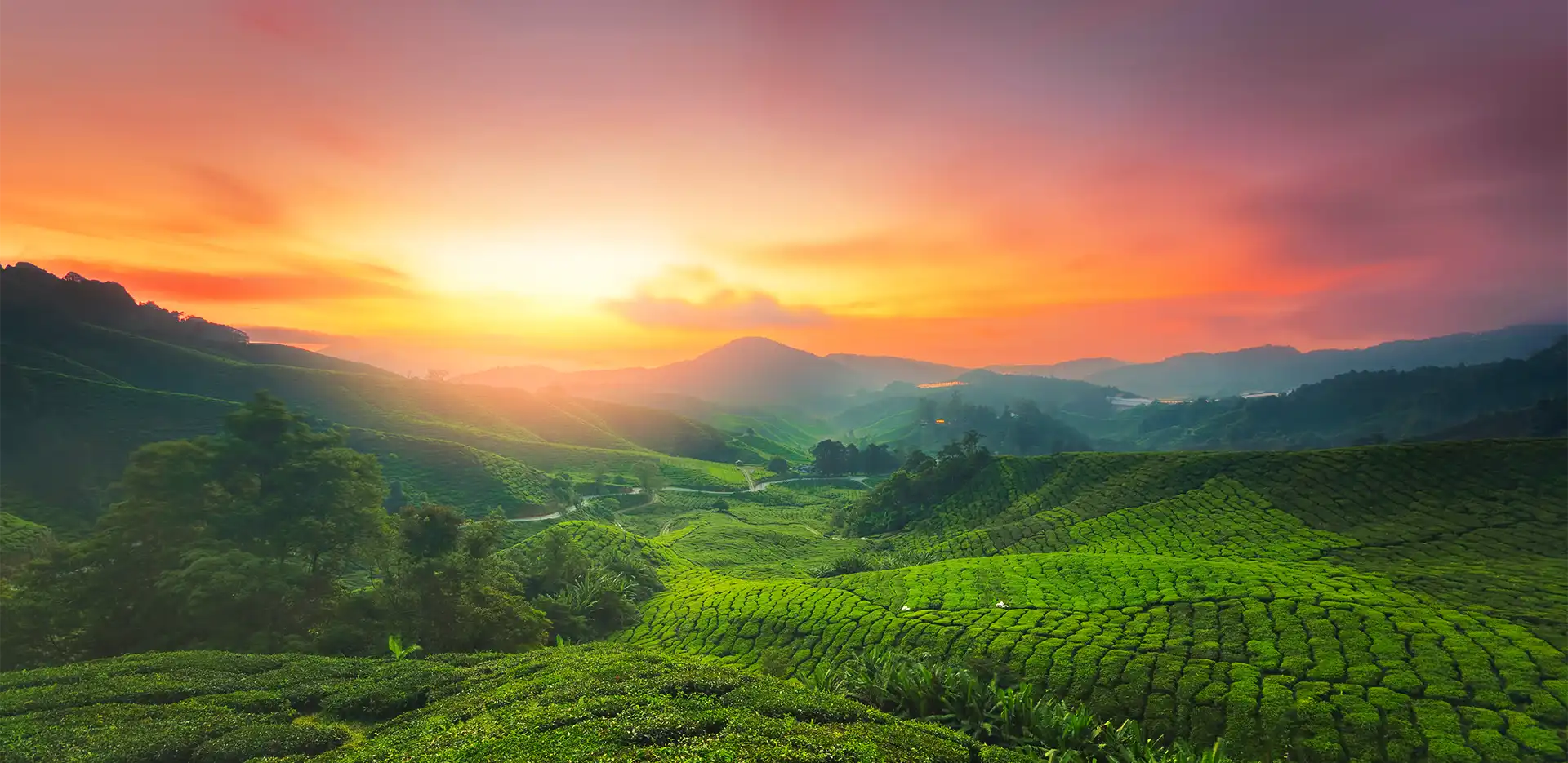 Tea Experience